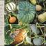 RHS Step-by-Step Veg Patch - thumbnail of spread image 1 Thumbnail image of RHS Step-by-Step Veg Patch - 1