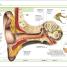 Pocket Eyewitness Human Body - thumbnail of spread image 1 Thumbnail image of Pocket Eyewitness Human Body - 1