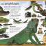 First Animal Encyclopedia - thumbnail of spread image 1 Thumbnail image of First Animal Encyclopedia - 1