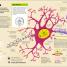 How the Brain Works - thumbnail of spread image 3 Thumbnail image of How the Brain Works - 3