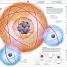 Science! - thumbnail of spread image 2 Thumbnail image of Science! - 2