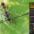 Super Bug Encyclopedia - thumbnail of spread image 2 Thumbnail image of Super Bug Encyclopedia - 2