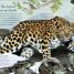 Through the Animal Kingdom - thumbnail of spread image 1 Thumbnail image of Through the Animal Kingdom - 1