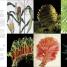 Botany for the Artist - thumbnail of spread image 2 Thumbnail image of Botany for the Artist - 2