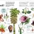 Trees, Leaves, Flowers & Seeds - thumbnail of spread image 3 Thumbnail image of Trees, Leaves, Flowers & Seeds - 3