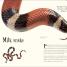 An Anthology of Intriguing Animals - thumbnail of spread image 1 Thumbnail image of An Anthology of Intriguing Animals - 1