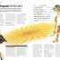 The Illustrated Mahabharata - thumbnail of spread image 1 Thumbnail image of The Illustrated Mahabharata - 1