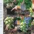 RHS How to Garden - thumbnail of spread image 2 Thumbnail image of RHS How to Garden - 2