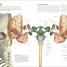 The Human Brain Book - thumbnail of spread image 2 Thumbnail image of The Human Brain Book - 2