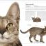 The Cat Encyclopedia - thumbnail of spread image 1 Thumbnail image of The Cat Encyclopedia - 1