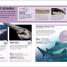 Pocket Eyewitness Sharks - thumbnail of spread image 1 Thumbnail image of Pocket Eyewitness Sharks - 1