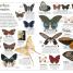 Insect - thumbnail of spread image 3 Thumbnail image of Insect - 3