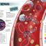 Super Human Encyclopedia - thumbnail of spread image 2 Thumbnail image of Super Human Encyclopedia - 2