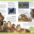 First Animal Encyclopedia - thumbnail of spread image 1 Thumbnail image of First Animal Encyclopedia - 1