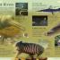 First Nature Encyclopedia - thumbnail of spread image 1 Thumbnail image of First Nature Encyclopedia - 1