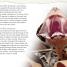 Spiders and Other Deadly Animals - thumbnail of spread image 2 Thumbnail image of Spiders and Other Deadly Animals - 2