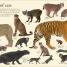 Animals: A Visual Encyclopedia (Second Edition) - thumbnail of spread image 1 Thumbnail image of Animals: A Visual Encyclopedia (Second Edition) - 1