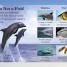 DK Readers L1: Diving Dolphin - thumbnail of spread image 1 Thumbnail image of DK Readers L1: Diving Dolphin - 1