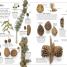 DK Eyewitness Books: Tree - thumbnail of spread image 1 Thumbnail image of DK Eyewitness Books: Tree - 1