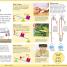 First How Things Work Encyclopedia - thumbnail of spread image 1 Thumbnail image of First How Things Work Encyclopedia - 1