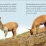 DK Readers Level 2: Llamas - thumbnail of spread image 3 Thumbnail image of DK Readers Level 2: Llamas - 3