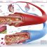 Knowledge Encyclopedia Human Body! - thumbnail of spread image 2 Thumbnail image of Knowledge Encyclopedia Human Body! - 2