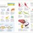 Help Your Kids with Science - thumbnail of spread image 3 Thumbnail image of Help Your Kids with Science - 3