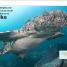 Pocket Eyewitness Sharks - thumbnail of spread image 2 Thumbnail image of Pocket Eyewitness Sharks - 2