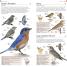 American Museum of Natural History: Pocket Birds of North America, Eastern Region - thumbnail of spread image 1 Thumbnail image of American Museum of Natural History: Pocket Birds of North America, Eastern Region - 1