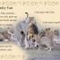 DK Readers L2: Wild Baby Animals - thumbnail of spread image 3 Thumbnail image of DK Readers L2: Wild Baby Animals - 3
