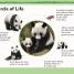 DK Readers L2: The Great Panda Tale - thumbnail of spread image 2 Thumbnail image of DK Readers L2: The Great Panda Tale - 2