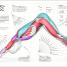 Science of Yoga - thumbnail of spread image 2 Thumbnail image of Science of Yoga - 2