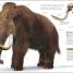 Dinosaurs and Prehistoric Life - thumbnail of spread image 2 Thumbnail image of Dinosaurs and Prehistoric Life - 2