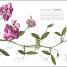 Flora - thumbnail of spread image 4 Thumbnail image of Flora - 4