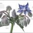 Flora - thumbnail of spread image 5 Thumbnail image of Flora - 5