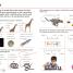 Visual Guide to Grammar and Punctuation - thumbnail of spread image 2 Thumbnail image of Visual Guide to Grammar and Punctuation - 2