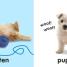 Baby Touch and Feel: Animals - thumbnail of spread image 1 Thumbnail image of Baby Touch and Feel: Animals - 1