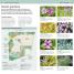 RSPB Pocket Garden Birdwatch - thumbnail of spread image 2 Thumbnail image of RSPB Pocket Garden Birdwatch - 2