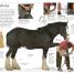 Horse - thumbnail of spread image 3 Thumbnail image of Horse - 3