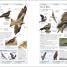 RSPB Complete Birds of Britain and Europe - thumbnail of spread image 2 Thumbnail image of RSPB Complete Birds of Britain and Europe - 2