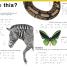 DK Braille: Animals - thumbnail of spread image 4 Thumbnail image of DK Braille: Animals - 4