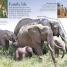 Eye Wonder: Mammals - thumbnail of spread image 2 Thumbnail image of Eye Wonder: Mammals - 2