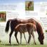 Eye Wonder: Horses and Ponies - thumbnail of spread image 3 Thumbnail image of Eye Wonder: Horses and Ponies - 3