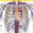 The Complete Human Body - thumbnail of spread image 2 Thumbnail image of The Complete Human Body - 2