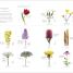 Flora - thumbnail of spread image 4 Thumbnail image of Flora - 4