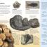 Eyewitness Explorer: Rock and Fossil Hunter - thumbnail of spread image 2 Thumbnail image of Eyewitness Explorer: Rock and Fossil Hunter - 2