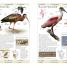 American Museum of Natural History Birds of North America - thumbnail of spread image 1 Thumbnail image of American Museum of Natural History Birds of North America - 1
