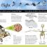 Everything You Need to Know About Birds - thumbnail of spread image 2 Thumbnail image of Everything You Need to Know About Birds - 2
