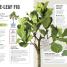 How Not to Kill Your Houseplant - thumbnail of spread image 2 Thumbnail image of How Not to Kill Your Houseplant - 2