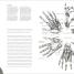 Anatomy for the Artist - thumbnail of spread image 3 Thumbnail image of Anatomy for the Artist - 3